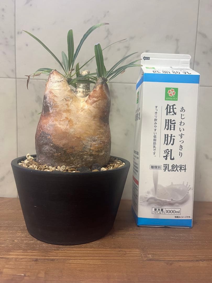 パキポディウム グラキリス