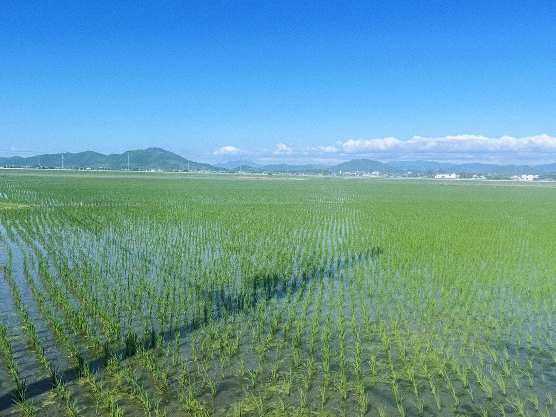 【令和7年度新米】近江米 ミルキークイーン 5kg +にじのきらめき5kg