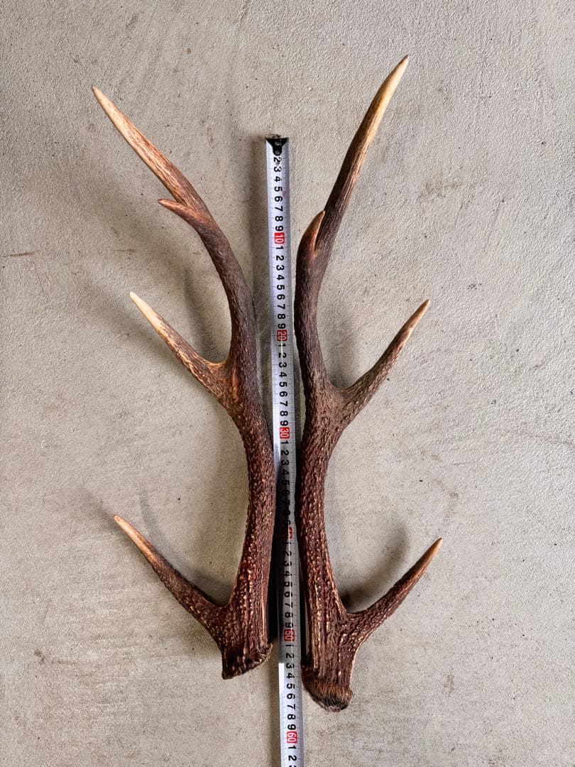 日本鹿の角 5対(10本セット ) No.1