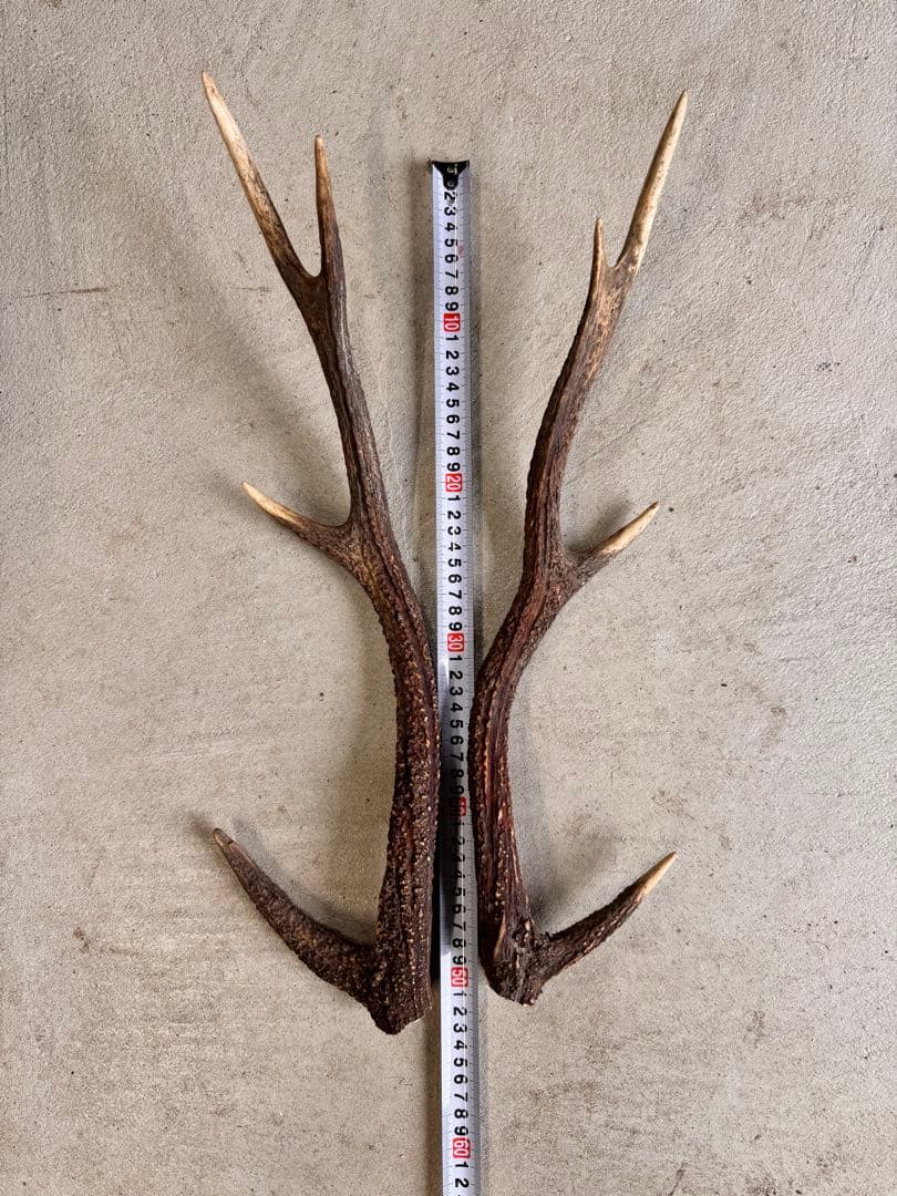 日本鹿の角 5対(10本セット ) No.1