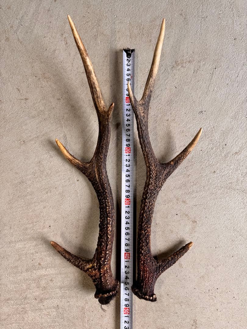 日本鹿の角 5対(10本セット ) No.1