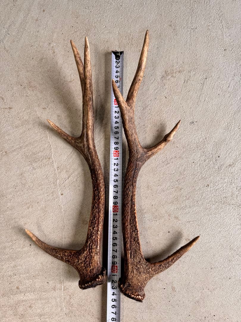 日本鹿の角 5対(10本セット ) No.1