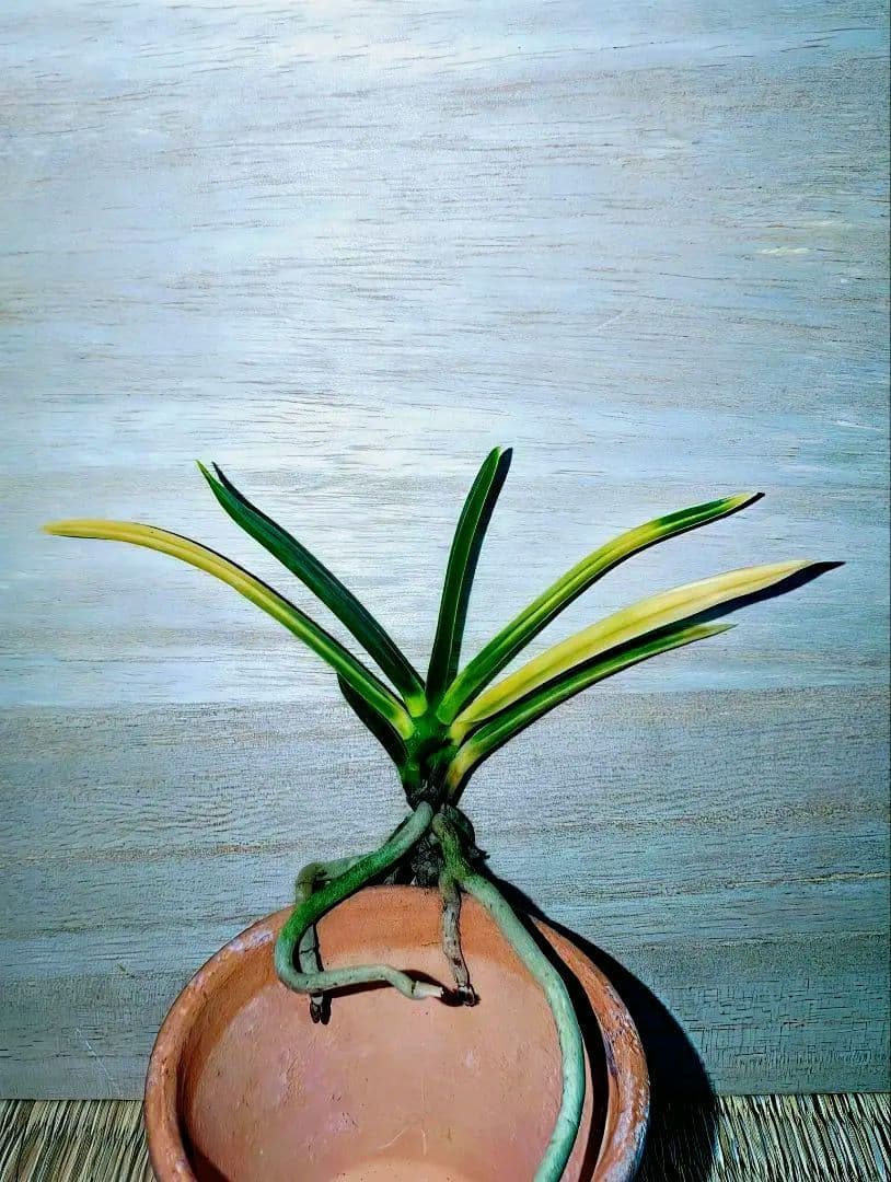 [年末大感謝祭東京土産編激安!!]富貴蘭　羆の変わり