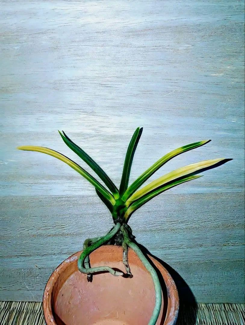 [年末大感謝祭東京土産編激安!!]富貴蘭　羆の変わり