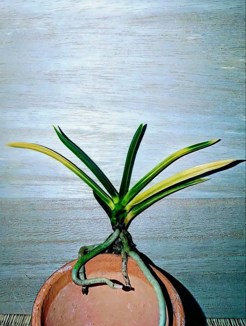 [年末大感謝祭東京土産編激安!!]富貴蘭　羆の変わり