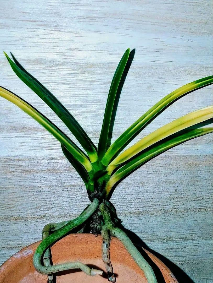 [年末大感謝祭東京土産編激安!!]富貴蘭　羆の変わり