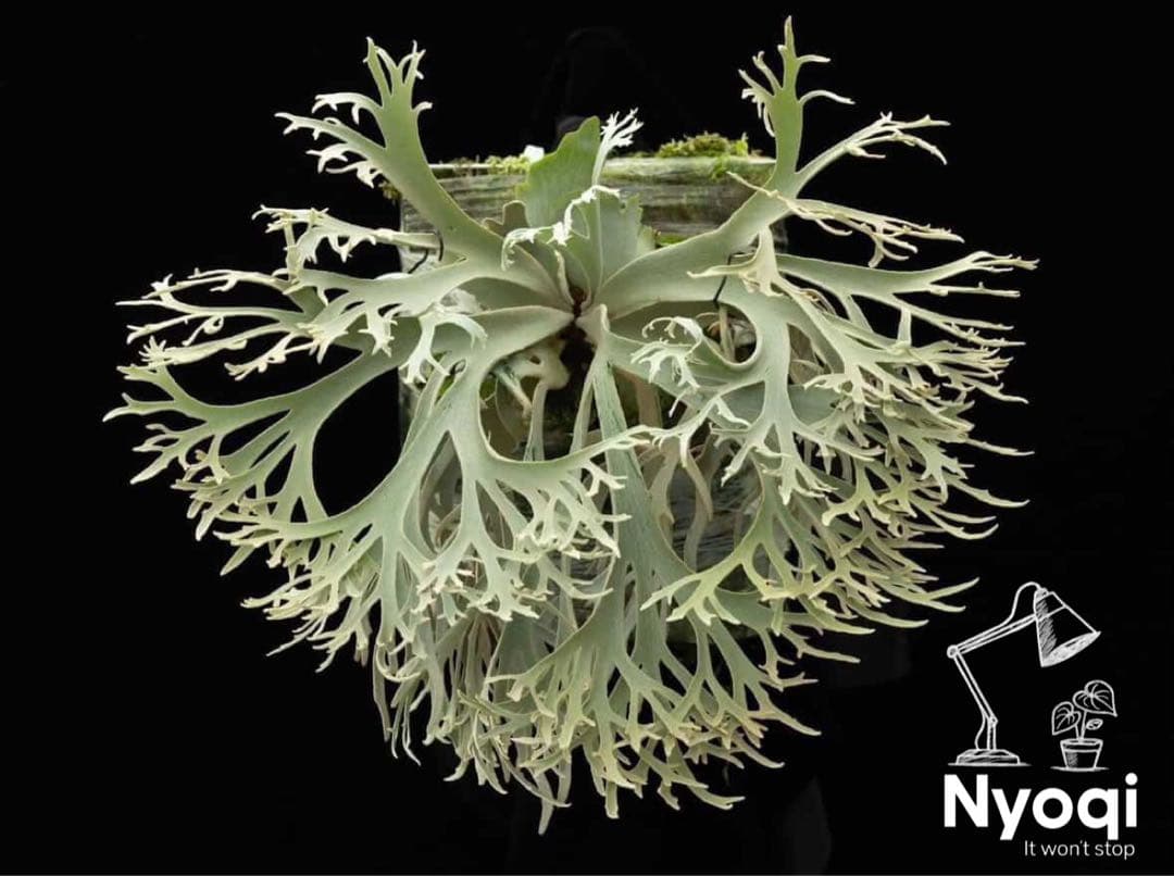 P. Willinckii Jenny #1 (TC)【6】