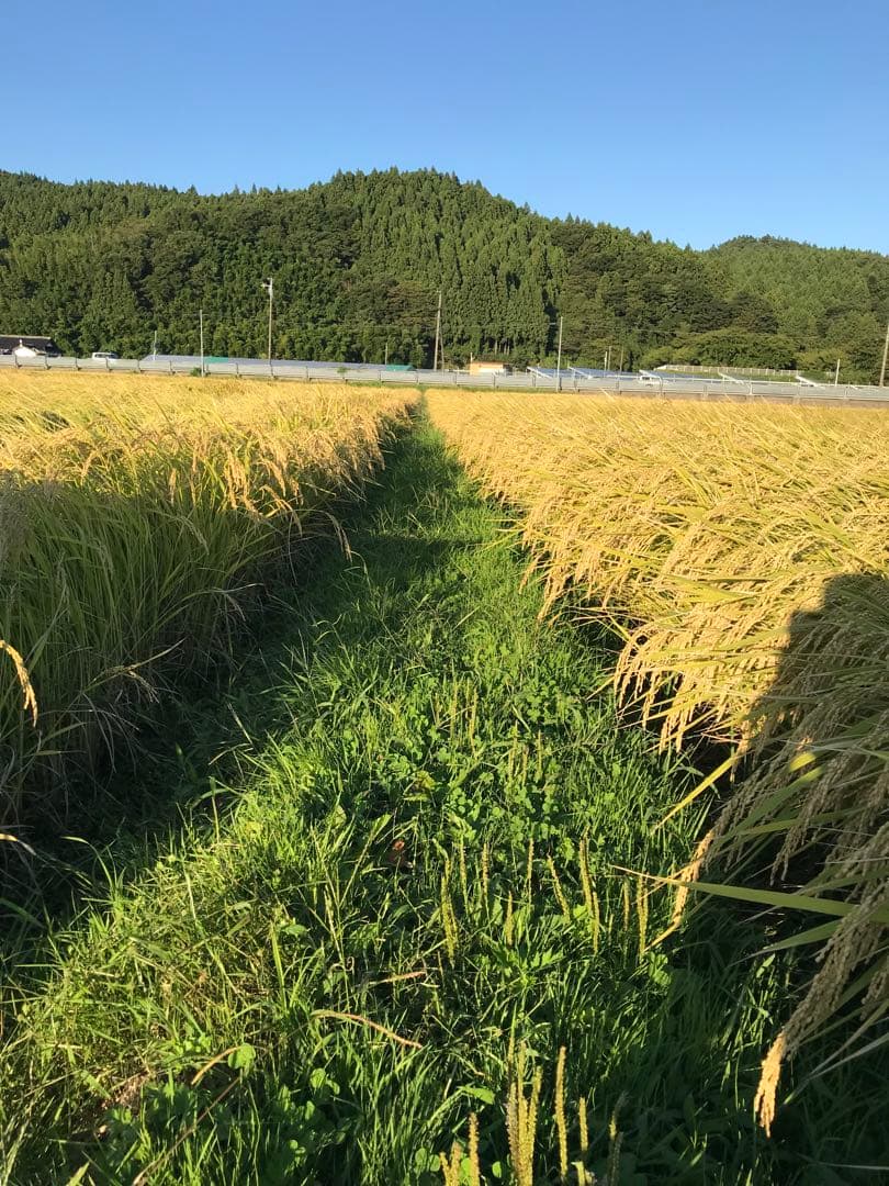 令和7年産ひとめぼれ　玄米30k 送料無料！