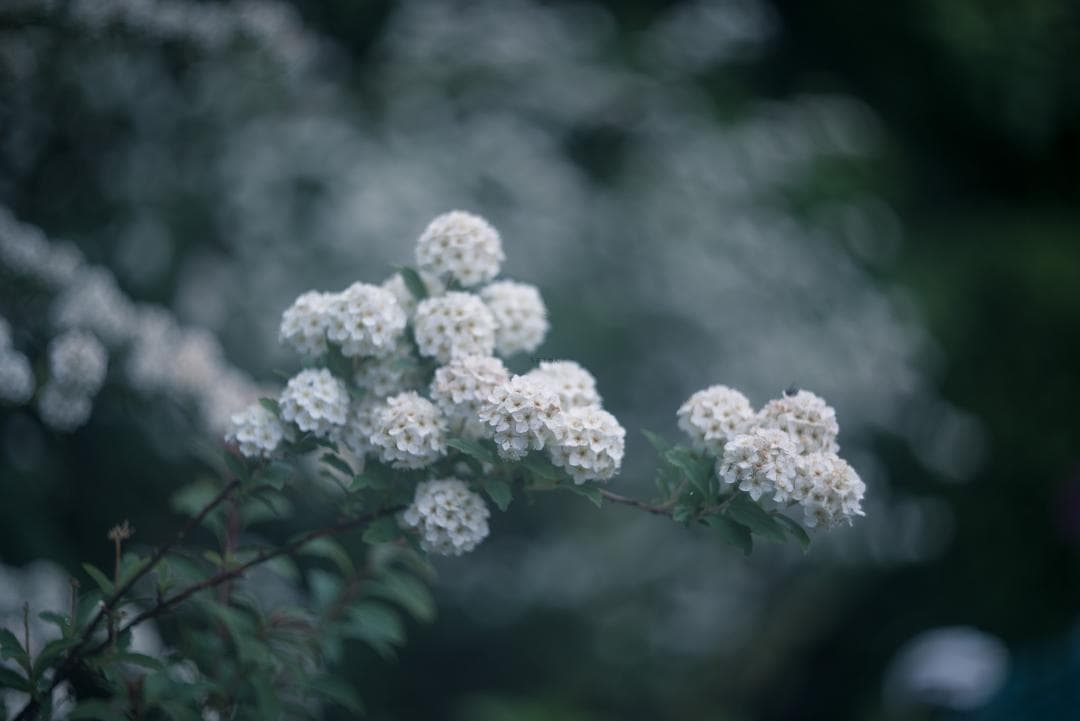 良品！山崎ズマール！Leica Bluecoted Summar 50mm F2