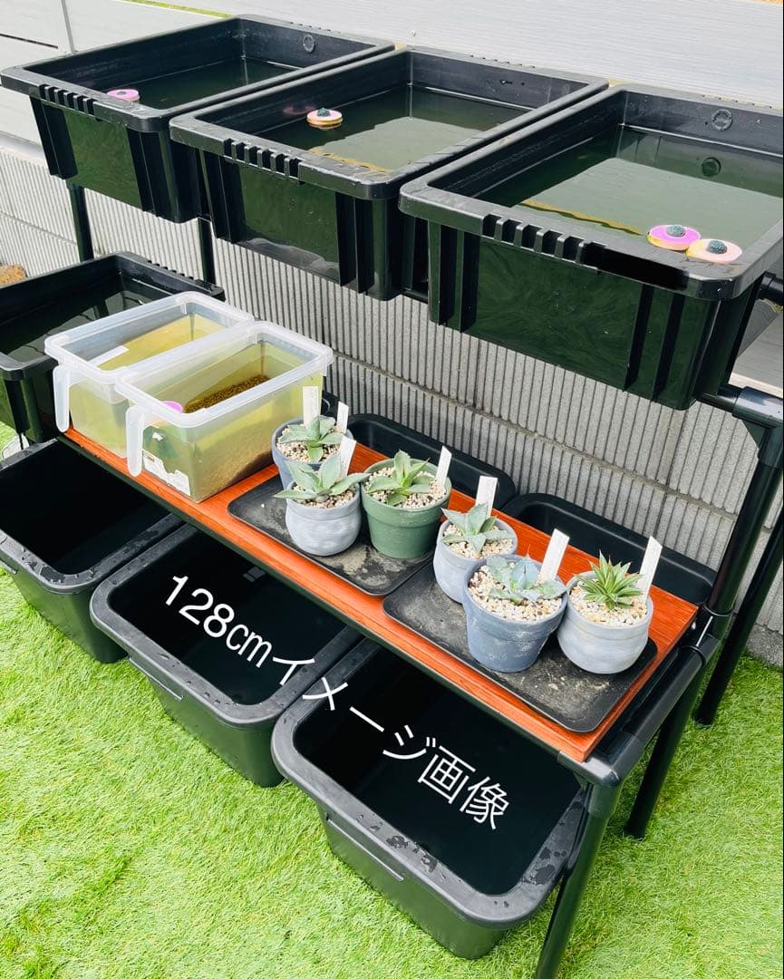 材料高騰の為残りわずか　メダカラック　めだか棚　ご希望サイズ！　めだか　メダカ