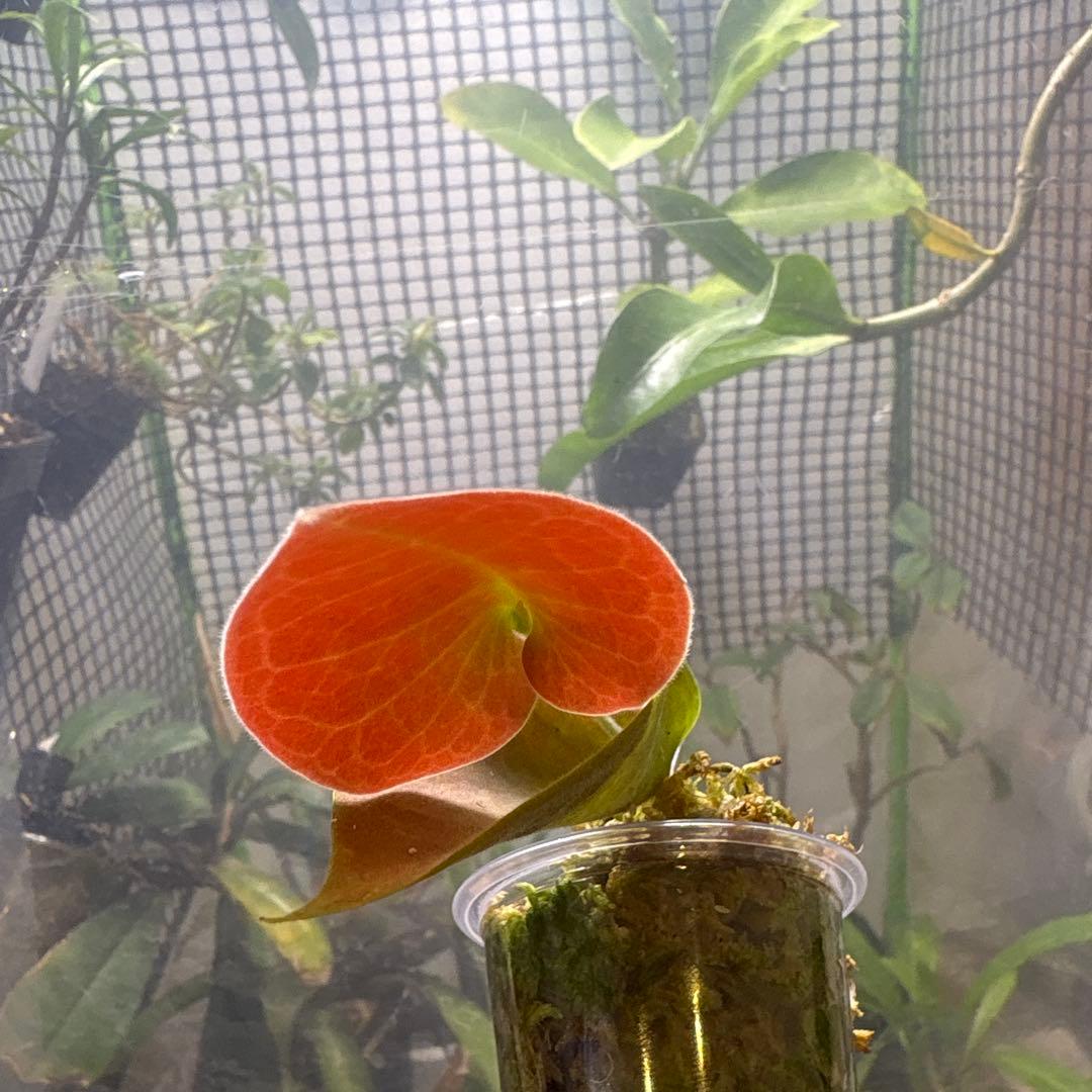 ceratostema pendens １　着生ツツジ