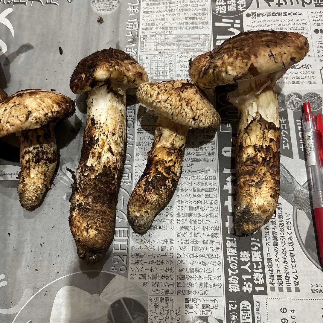 長野県産マツタケ 国産　583g