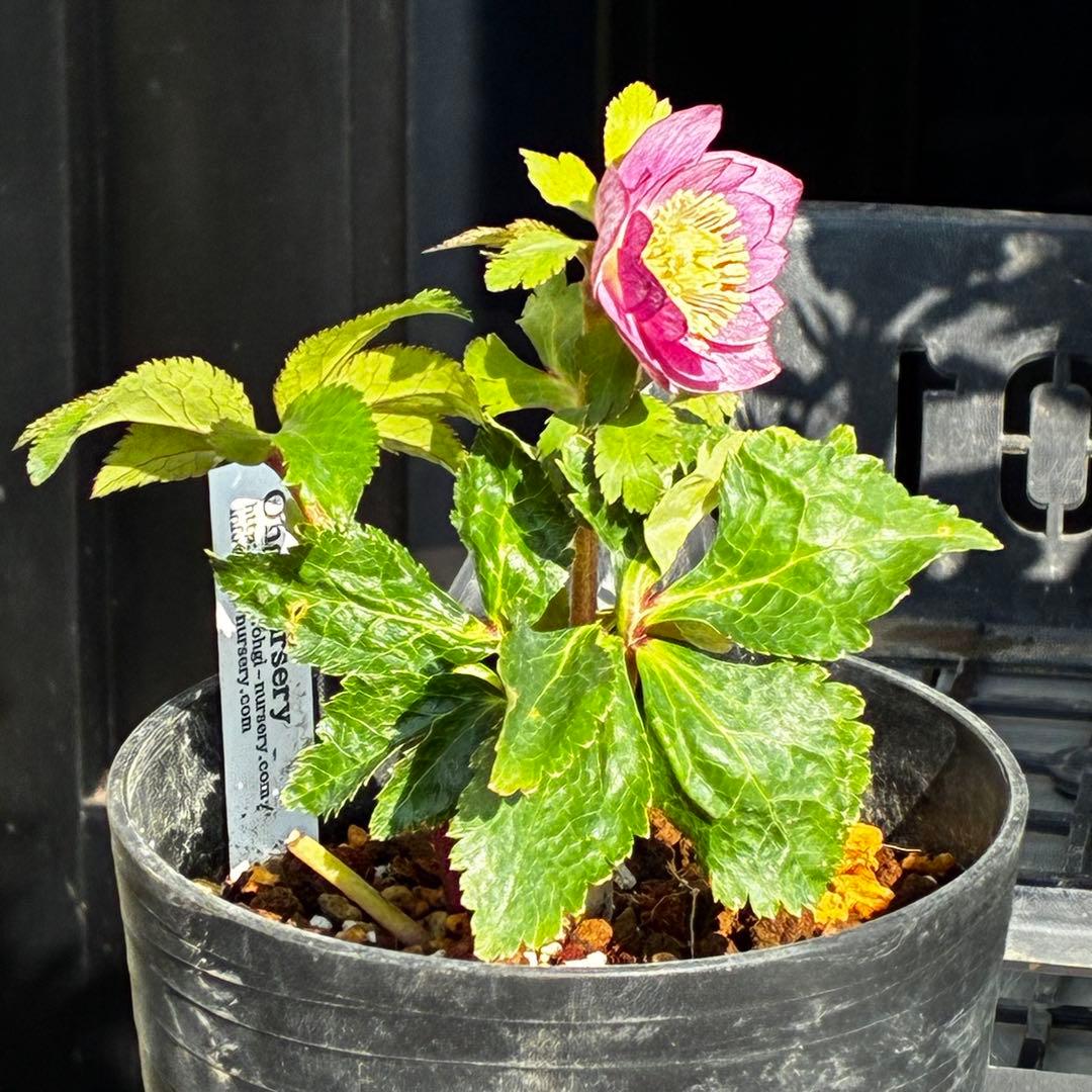 ˙*⋆様 3539☘️蕾花タグ付☘️蜃気楼交配⭐️特殊発色⭐️小輪⭐️オーレア⭐