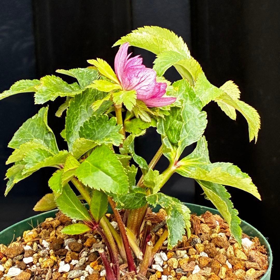 ˙*⋆様 3539☘️蕾花タグ付☘️蜃気楼交配⭐️特殊発色⭐️小輪⭐️オーレア⭐