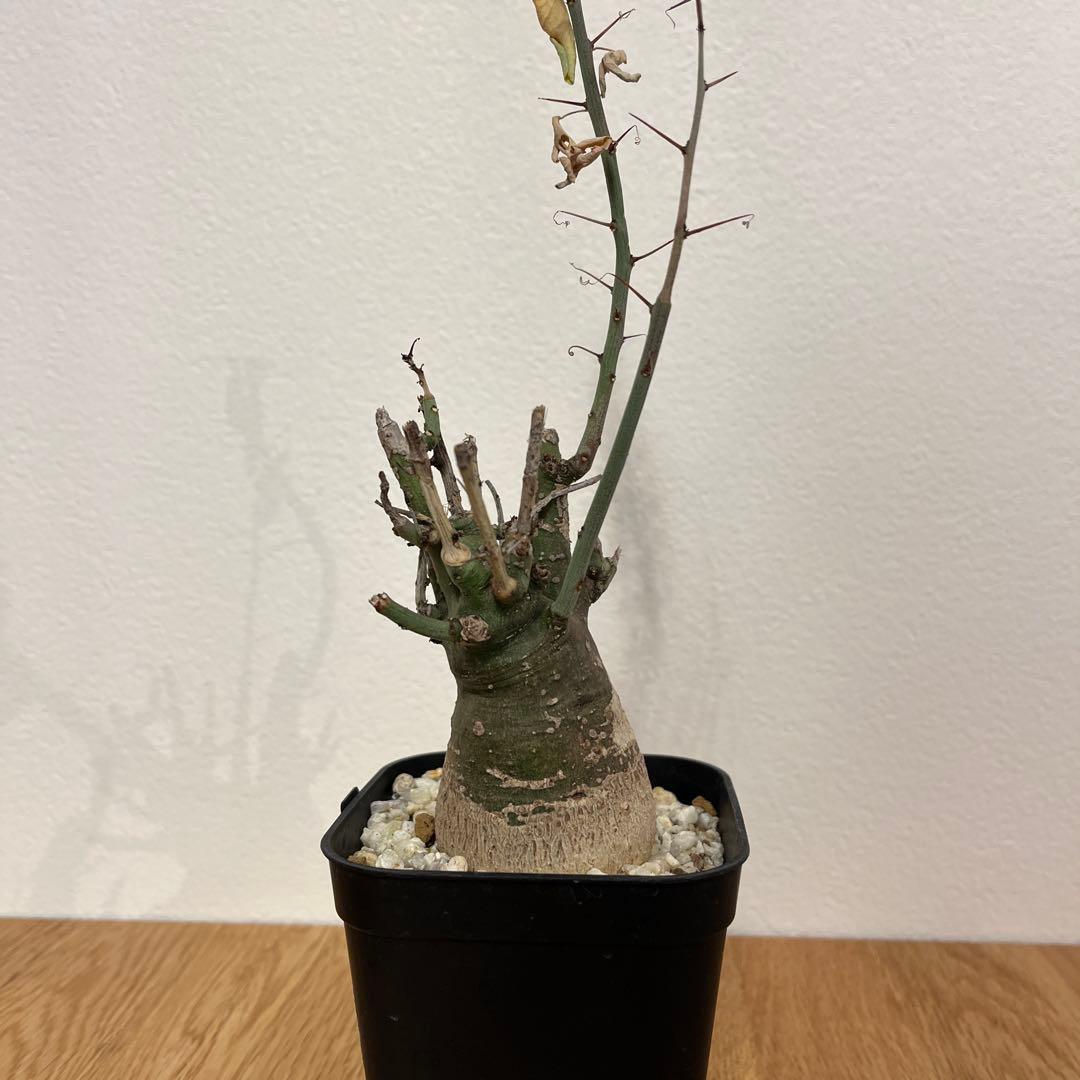 アデニア　スピノーサ　有名店購入