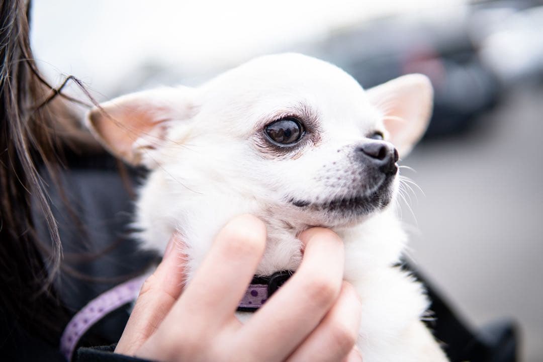 【延長保証付】SONY α6400 ダブルズームキット※本日限定値下