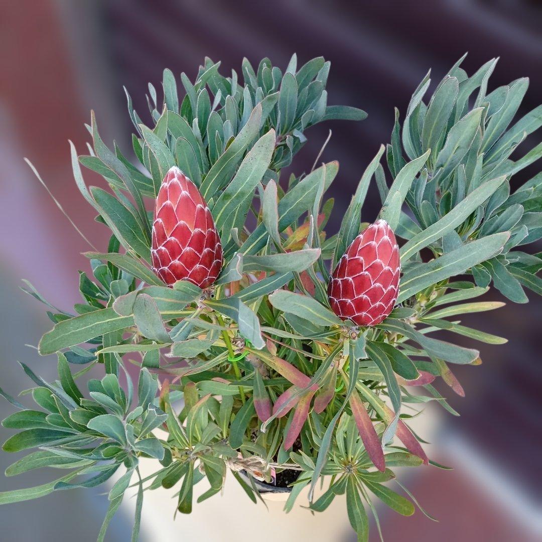 プロテア　ポッサムマジック　7号高さ85ｃｍ　幹太　花蕾2輪