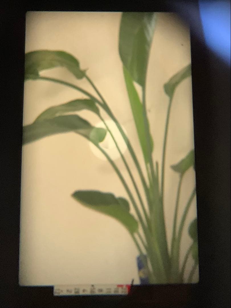 【フィルム】Canon AE-1、OSAWAレンズ、Kenko レンズフィルター