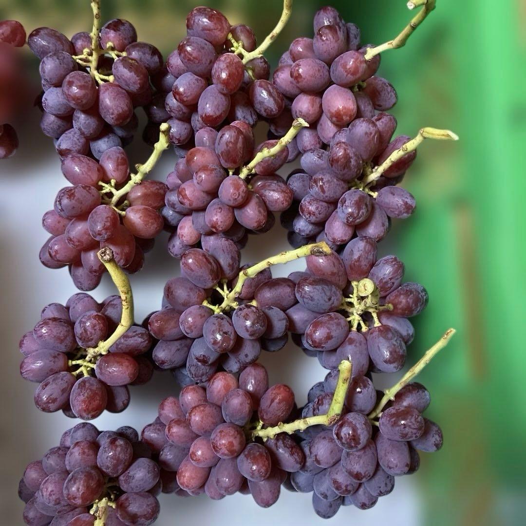 訳あり※ミニクイーンルージュ12房※超小房（約3k）本日発送！朝採り直送