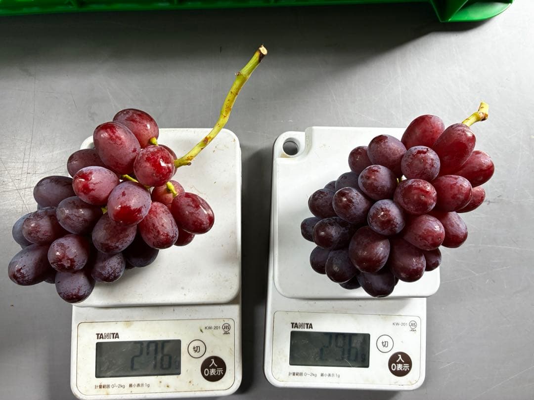 訳あり※ミニクイーンルージュ12房※超小房（約3k）本日発送！朝採り直送