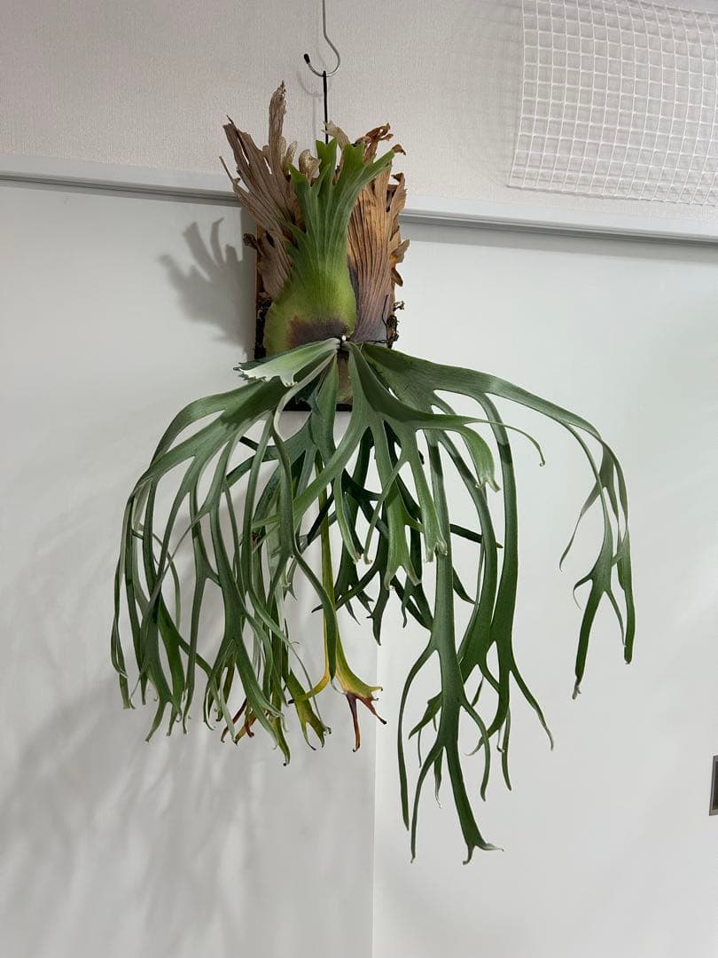 ビカクシダ willinckii Gn.Argopuro親株