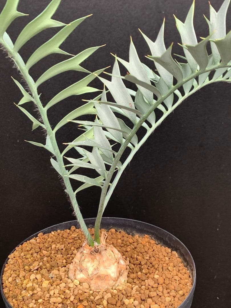 【発色良好】エンセファラルトス・ホリダス｜シャープ葉・優良個体No3-24