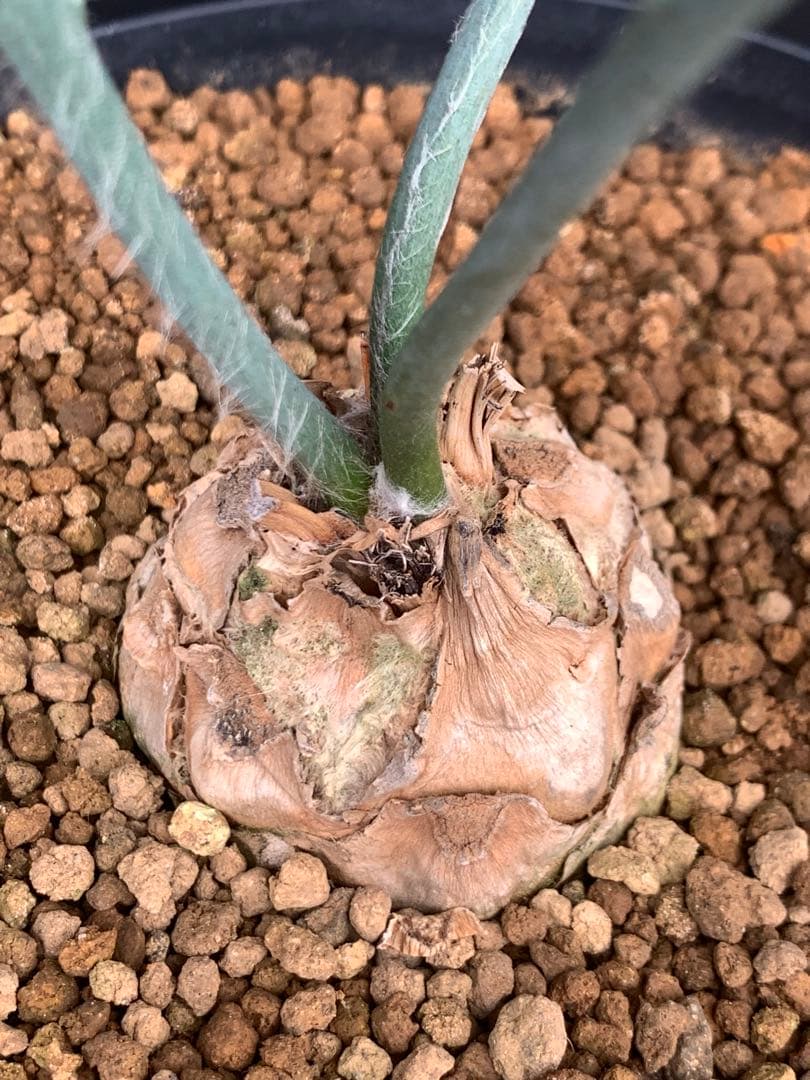 【発色良好】エンセファラルトス・ホリダス｜シャープ葉・優良個体No3-24