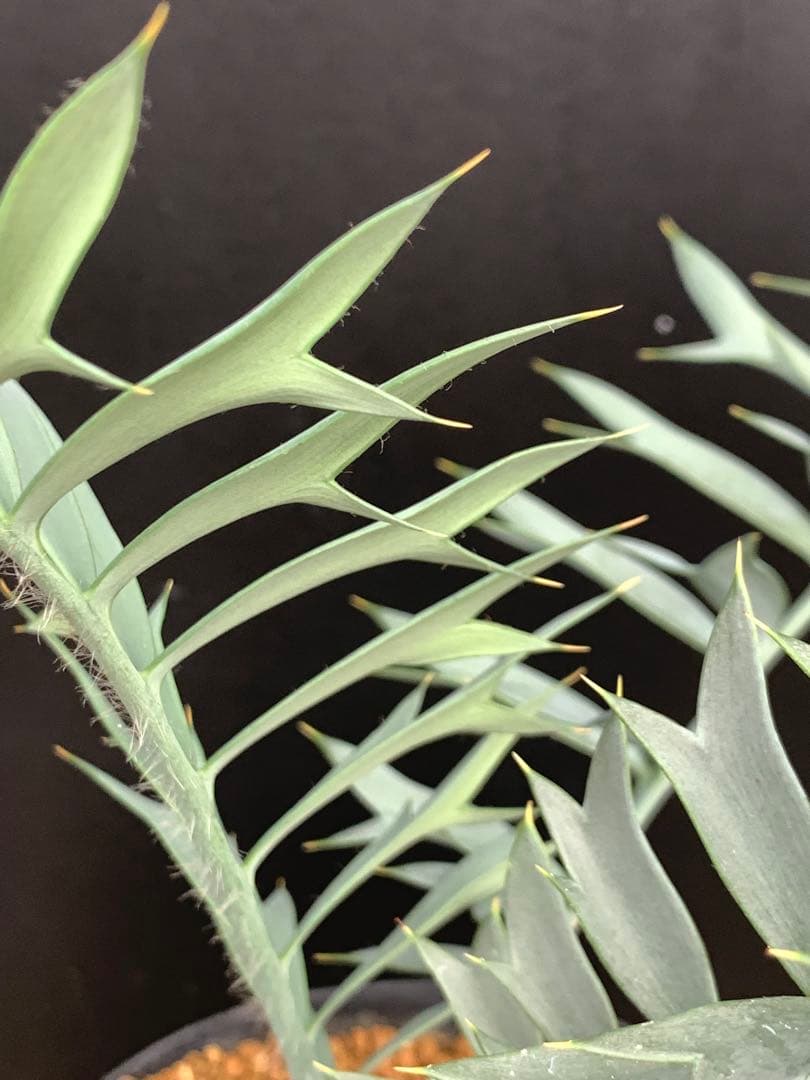 【発色良好】エンセファラルトス・ホリダス｜シャープ葉・優良個体No3-24
