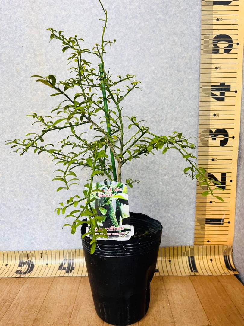 柑橘2年生　フィンガーライム接木苗／苗　3鉢セット　撮影品発送