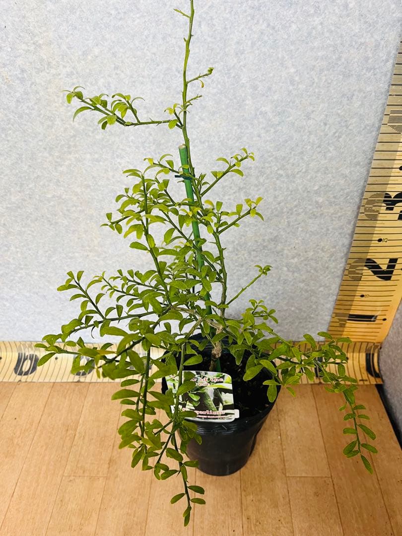 柑橘2年生　フィンガーライム接木苗／苗　3鉢セット　撮影品発送