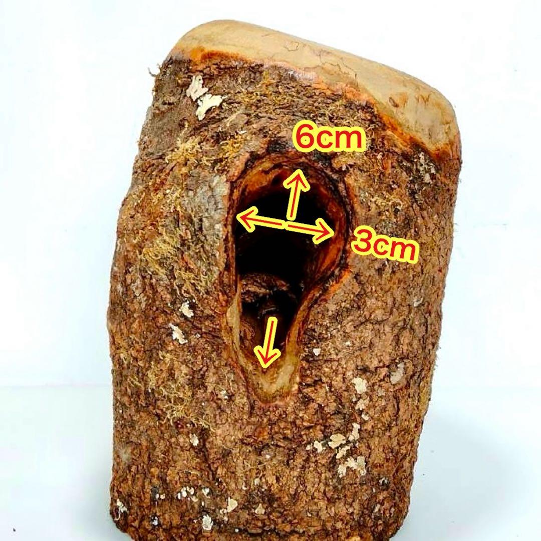 あ様 リクエスト 2点 まとめ商品　隠れ家　樹洞　クワリウム　エサ皿　クワガタ