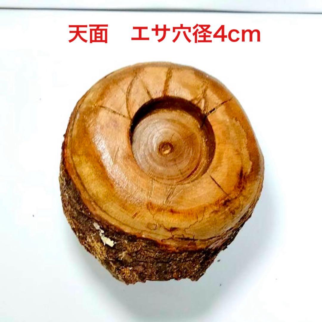 あ様 リクエスト 2点 まとめ商品　隠れ家　樹洞　クワリウム　エサ皿　クワガタ