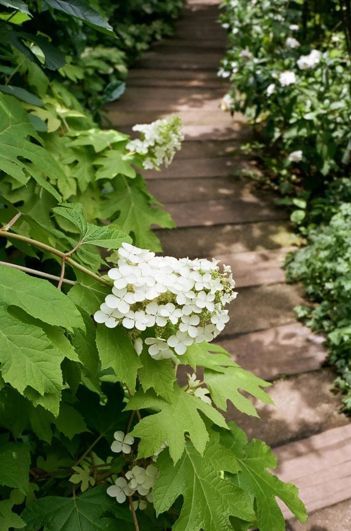 光学極美品　minolta HI-MATIC E