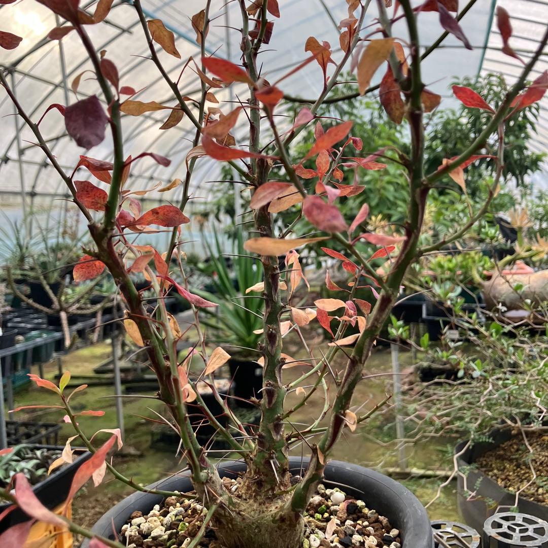 フォークイエリア ファシクラータ