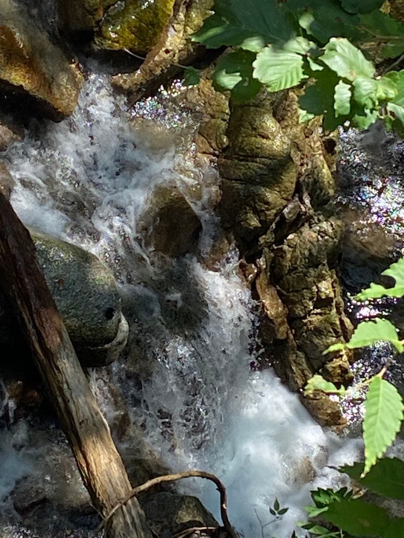 はちみつ　日本蜜蜂のハチミツ　奥山の奥の蜂蜜