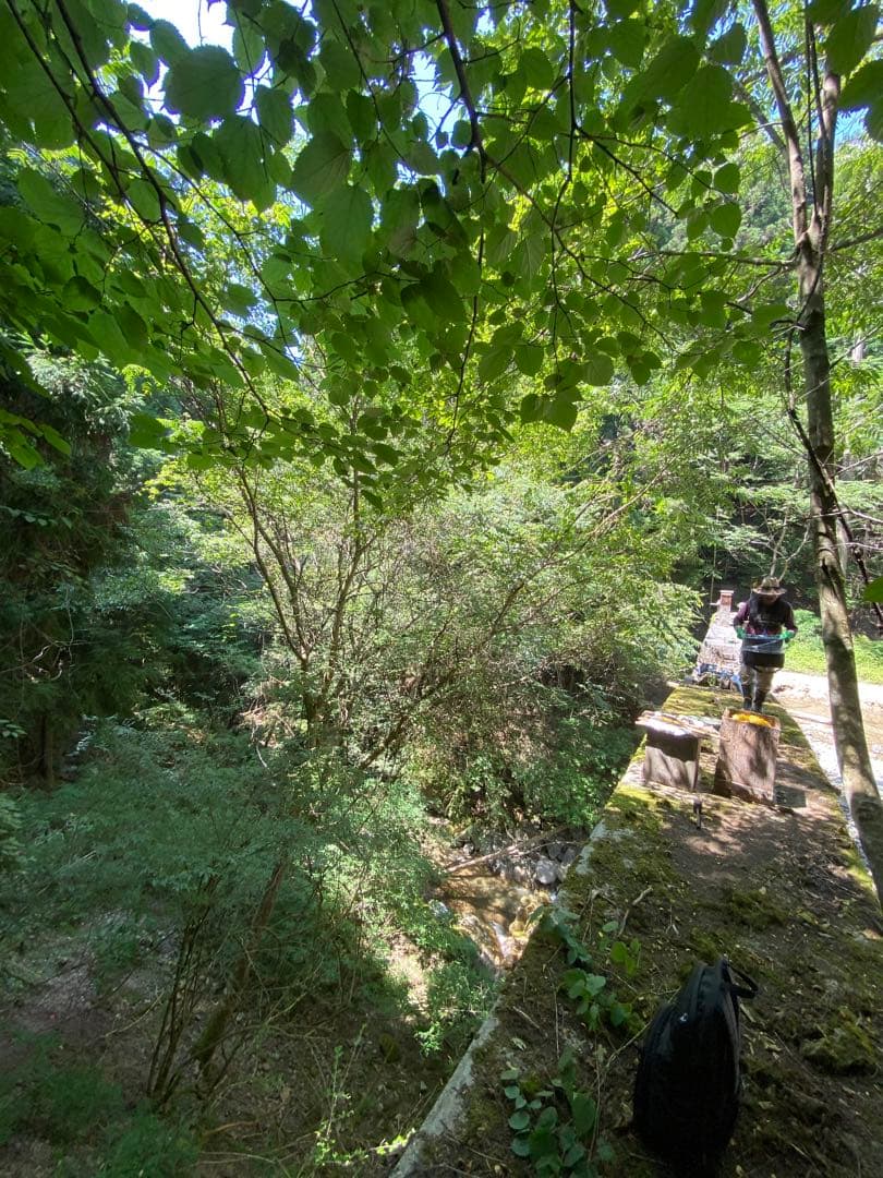 はちみつ　日本蜜蜂のハチミツ　奥山の奥の蜂蜜