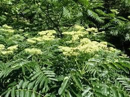 伊豆産 国産 非加熱 サクラ蜜4本と夏の百花蜜 １本　300g×５本セット