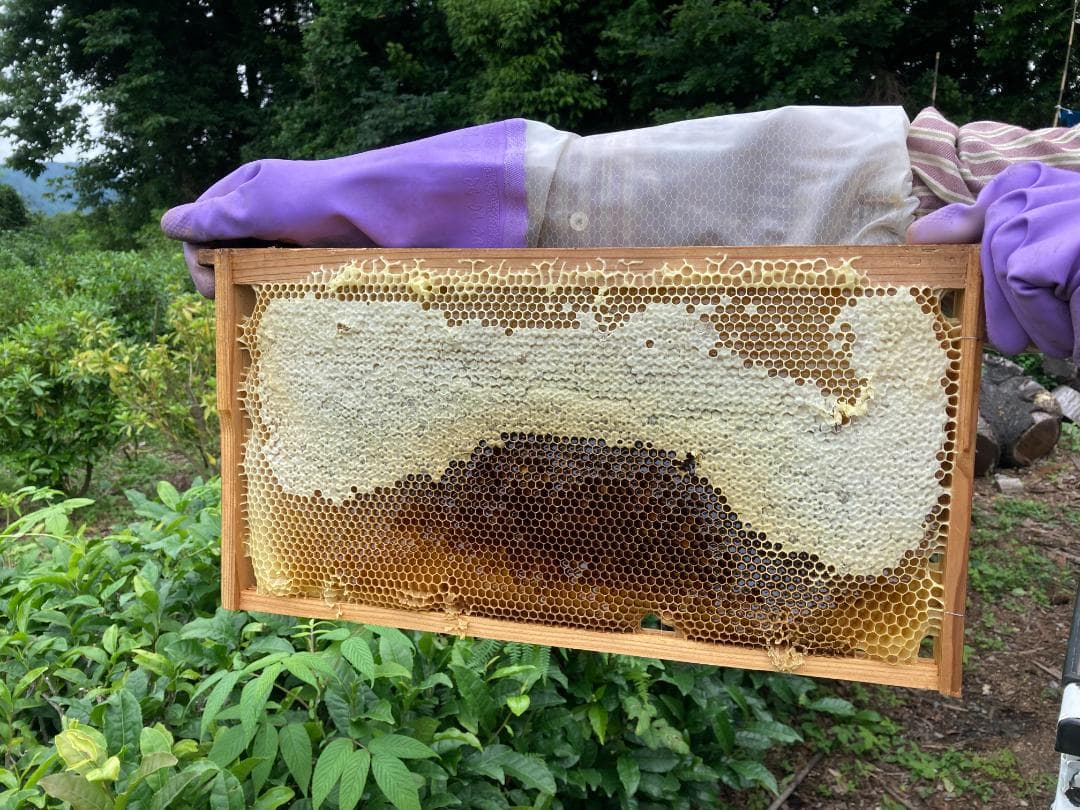 伊豆産 国産 非加熱 サクラ蜜4本と夏の百花蜜 １本　300g×５本セット