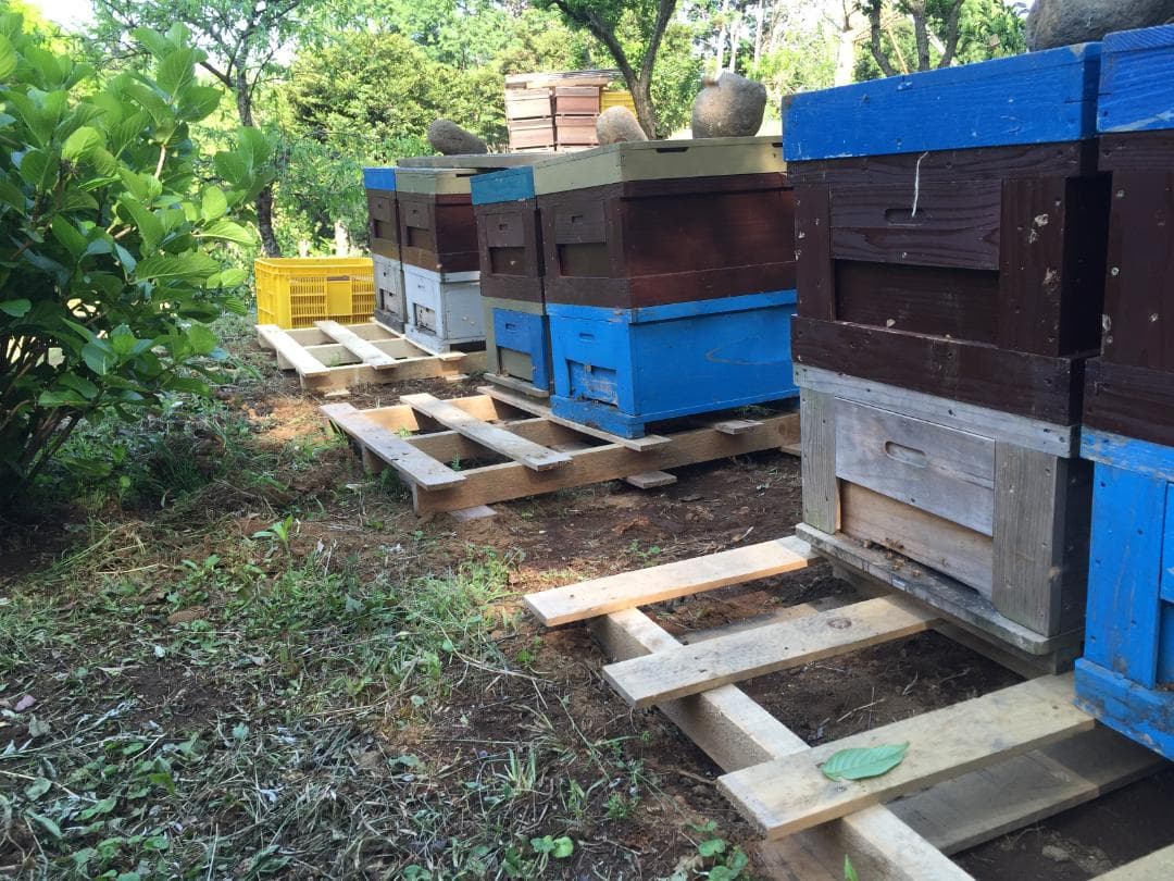 伊豆産 国産 非加熱 サクラ蜜4本と夏の百花蜜 １本　300g×５本セット