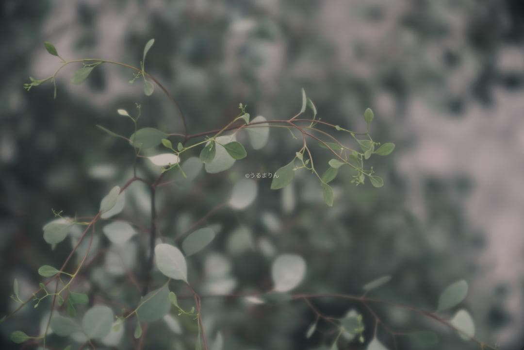 棚卸SALE！Leica Elmar 135mm F4.5 オールドレンズ