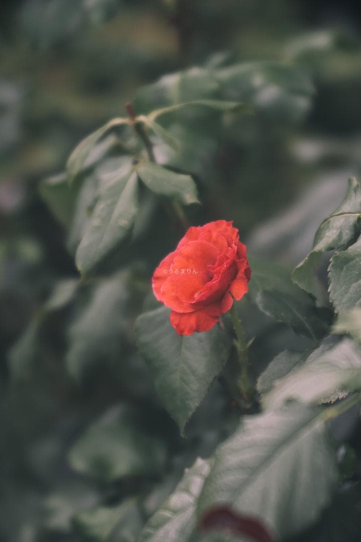 棚卸SALE！Leica Elmar 135mm F4.5 オールドレンズ