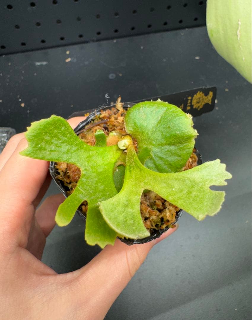 ぷんぷん様 リクエスト 2点 まとめ商品