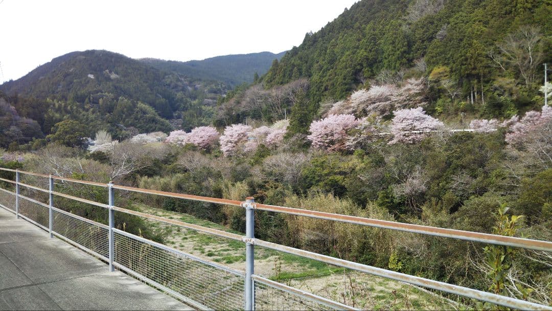 ニホンミツバチ　南国土佐の百花蜜2400g　無添加　無加工　たれ蜜