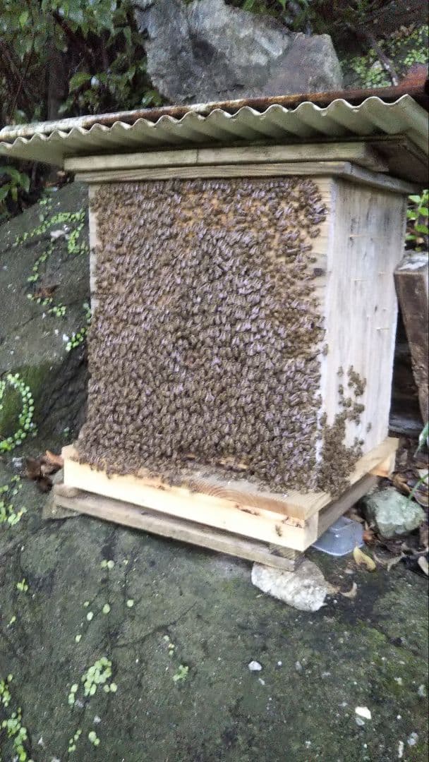 ニホンミツバチ　南国土佐の百花蜜2400g　無添加　無加工　たれ蜜