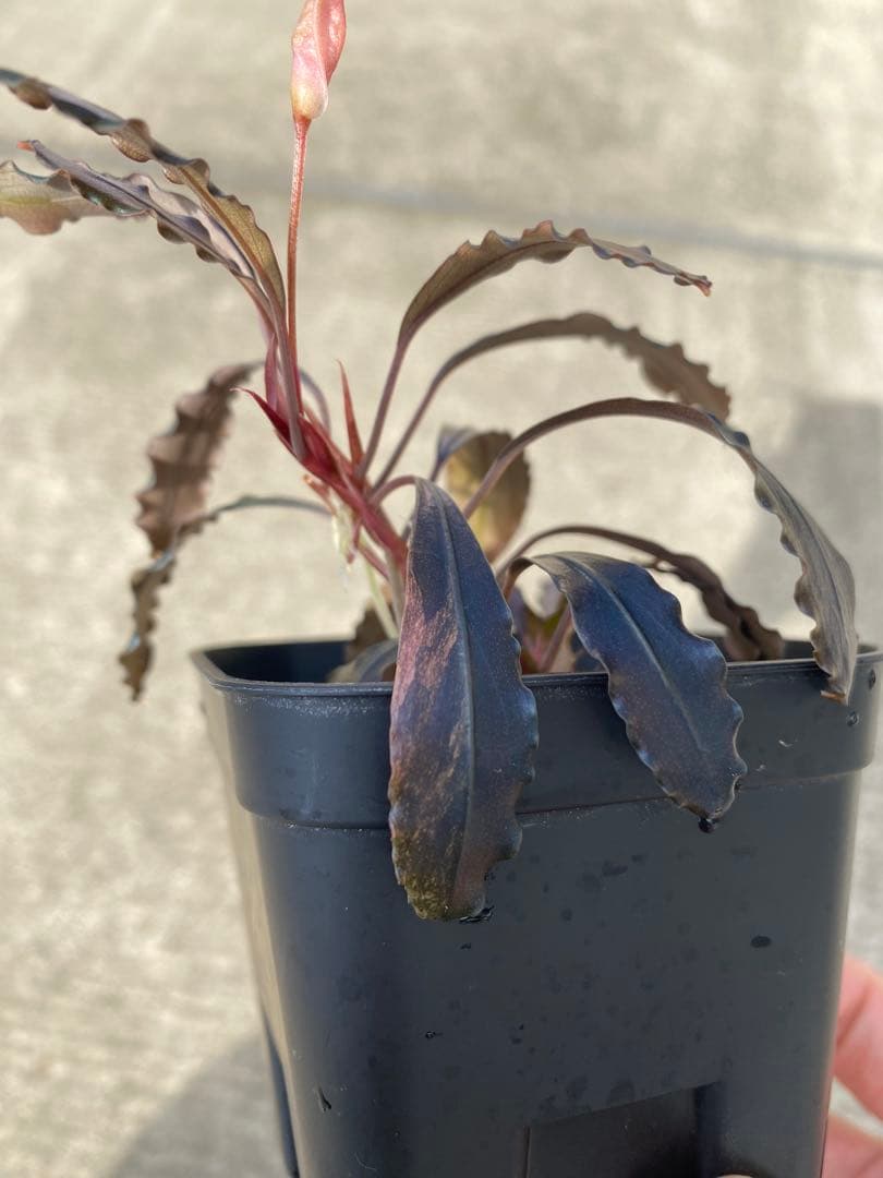 Bucephalandra sp.Ghost kalimantan ②