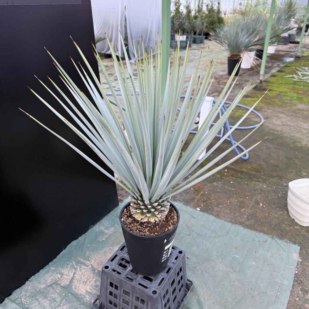 【AL1154】ユッカ　リギダ　ホワイト個体　24cm鉢