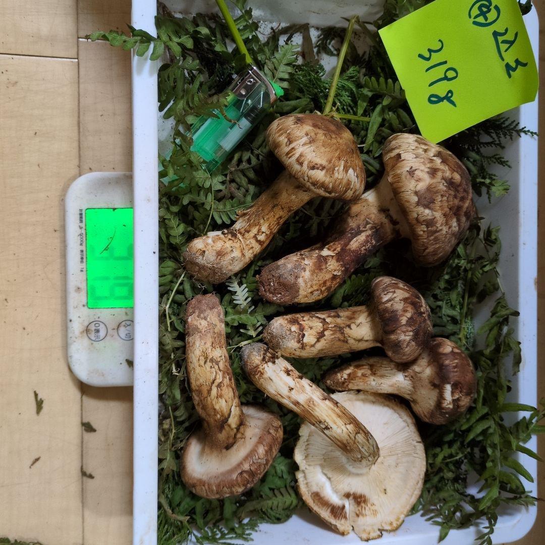 和歌山松茸　新鮮朝市　込み込み　319㌘