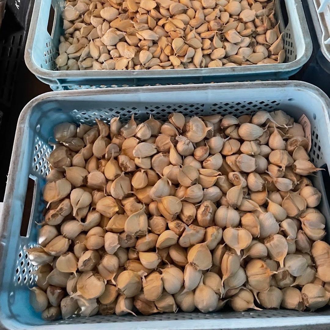 青森県産 ホワイト六片 ニンニク にんにく バラ 5kg