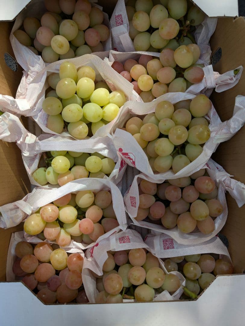 山梨県産ぶどう　サンシャインレッド　11房入り　箱込み約5.9kg