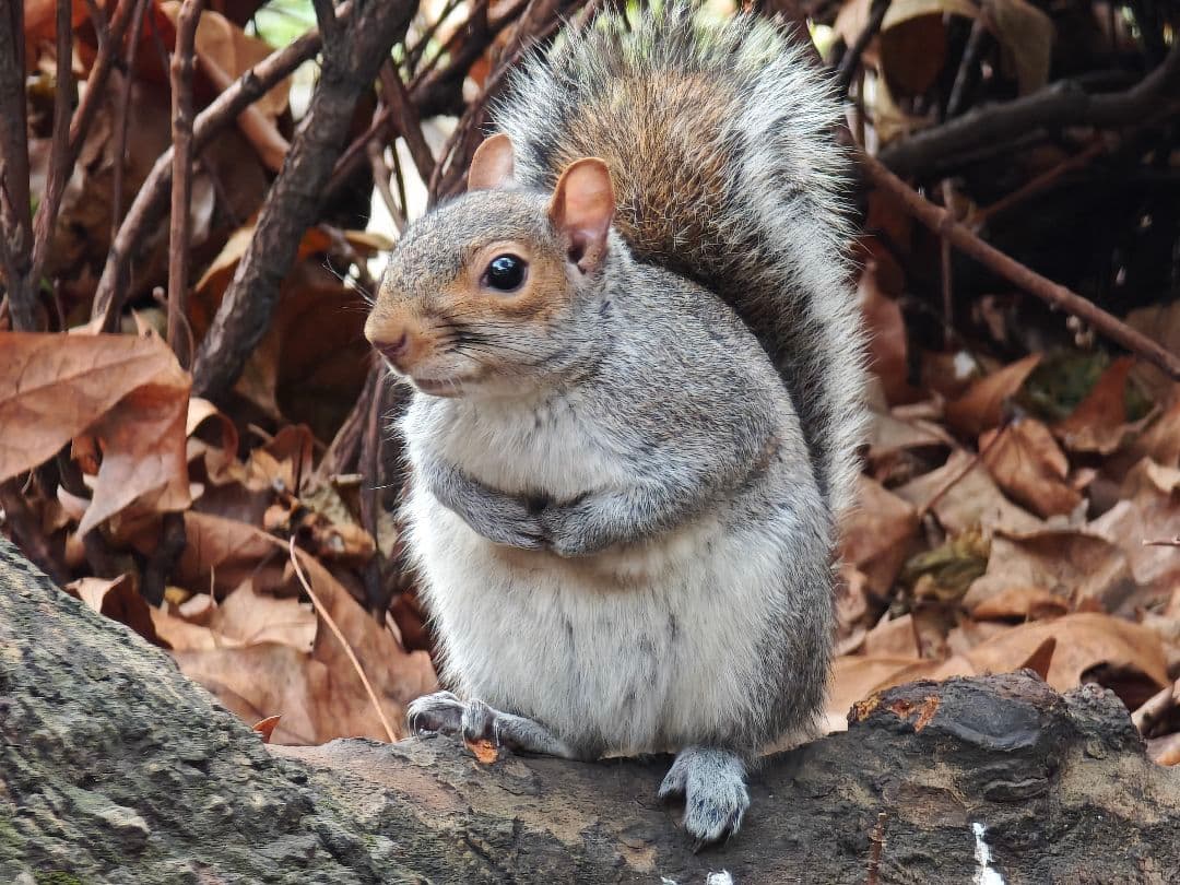 Xiaomi14ultra 16GB 512GB【国内版】